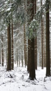 Waldbaden